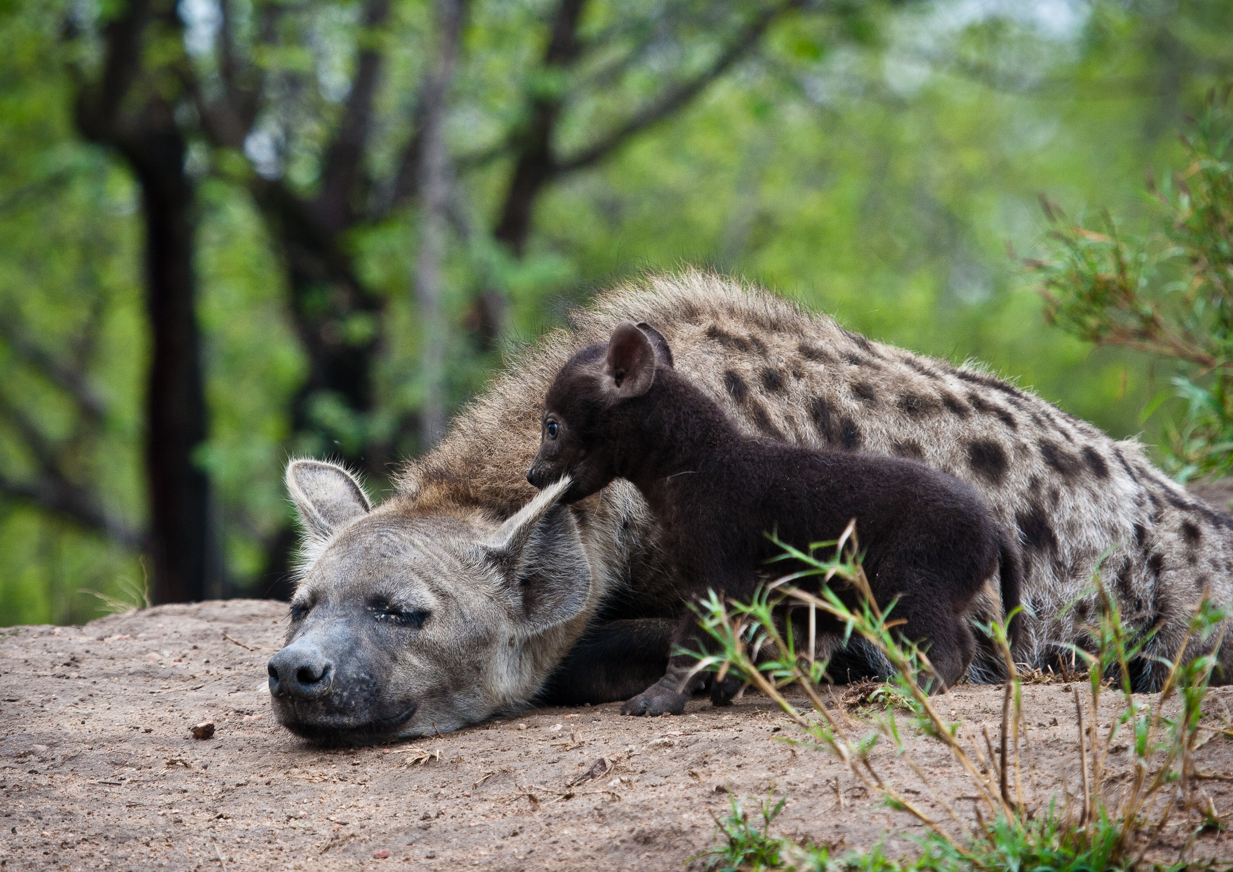hyena story-1-6