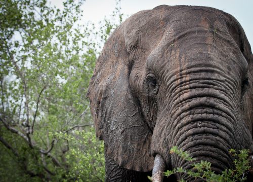 powerful look from an elephant in Timbavati, South Africa