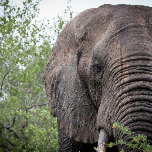 powerful look from an elephant in Timbavati, South Africa