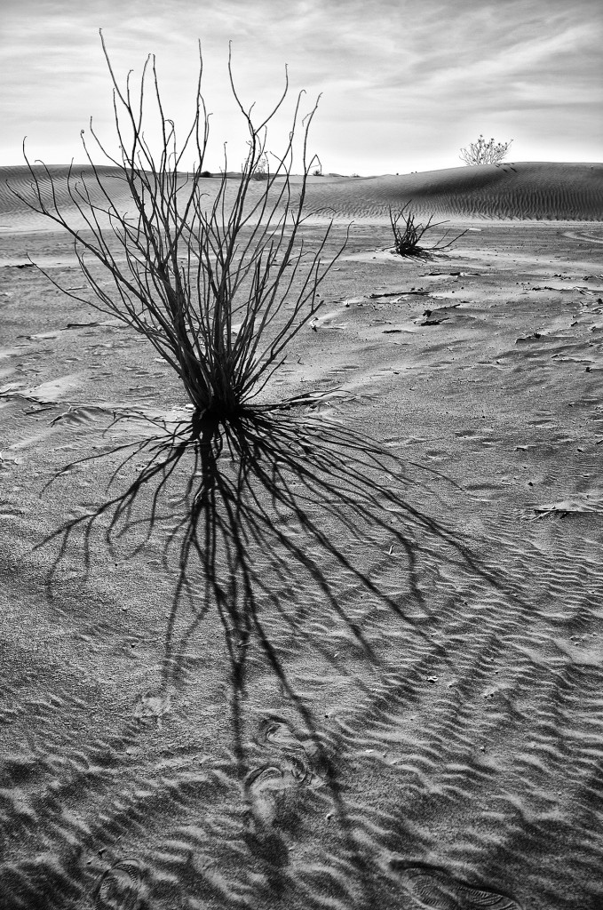 branches_HDR2_web