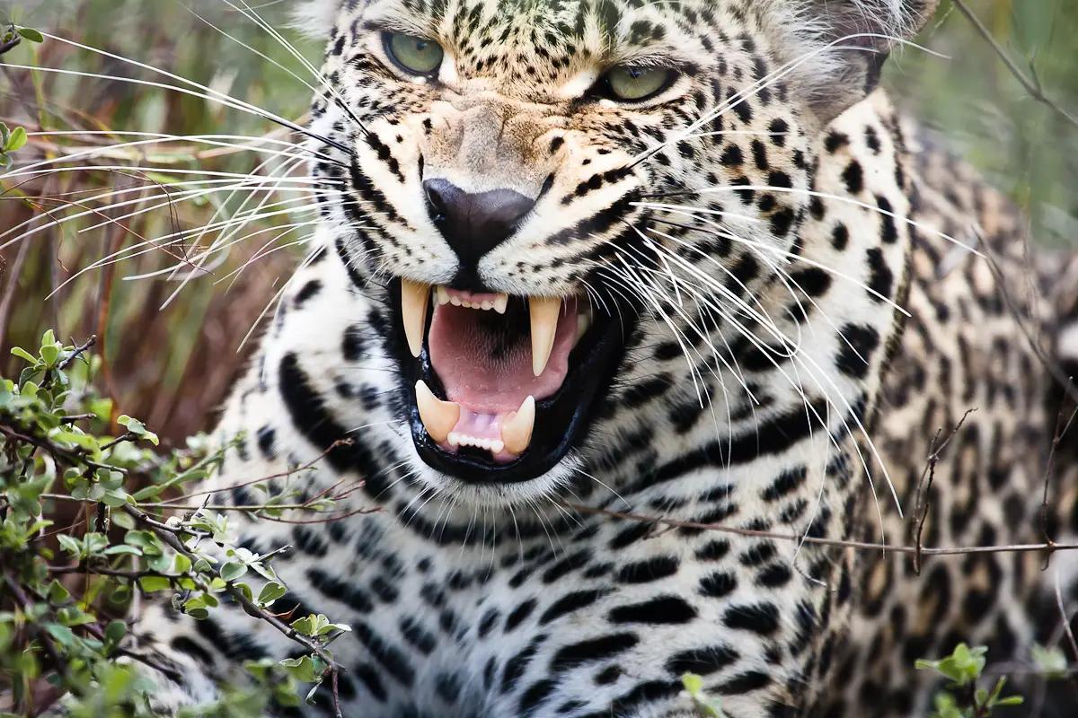 Timbavati Nature Reserve - leopard spotted after preying a gazelle
