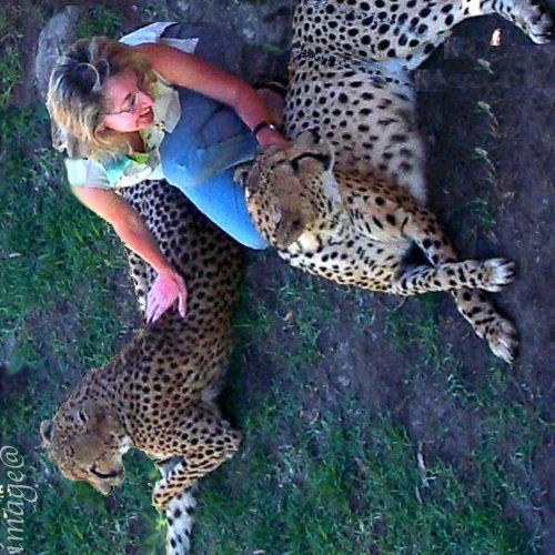experiencing close encounters with cheetas in South Africa