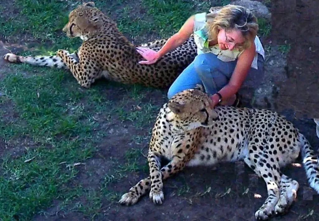 experiencing close encounters with cheetas in South Africa