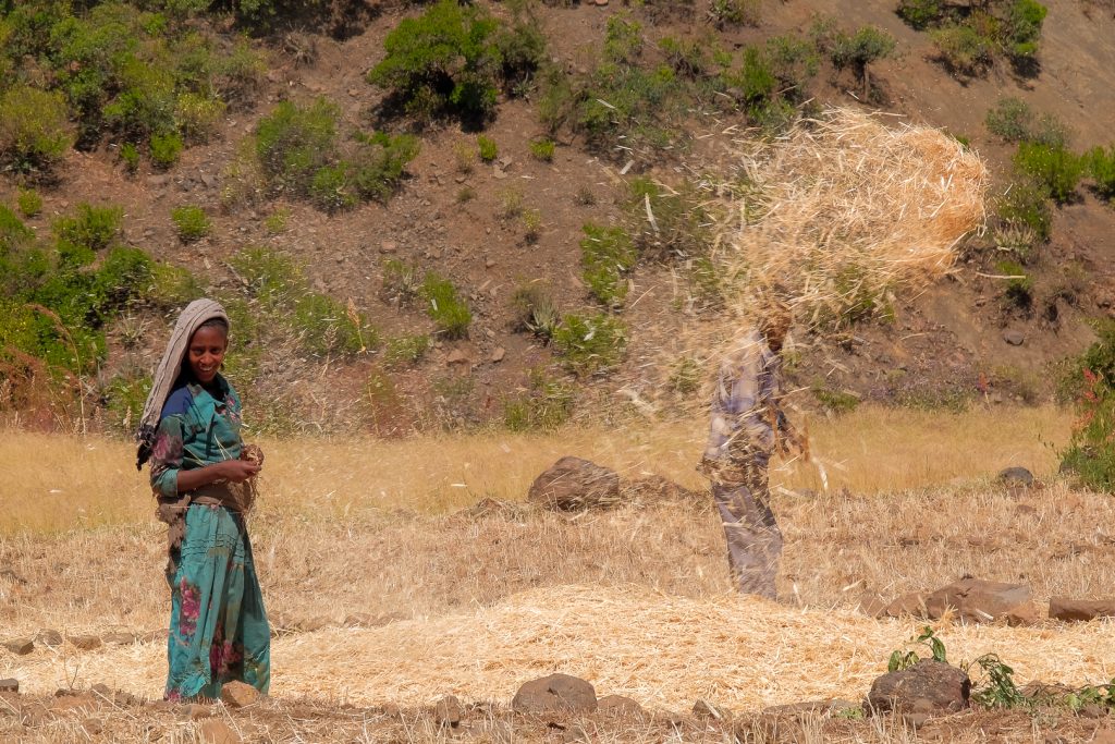 teff crops during harvest season