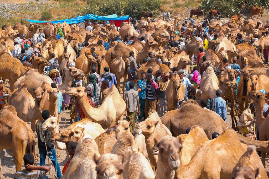 busy day at Bati market, Ethiopia