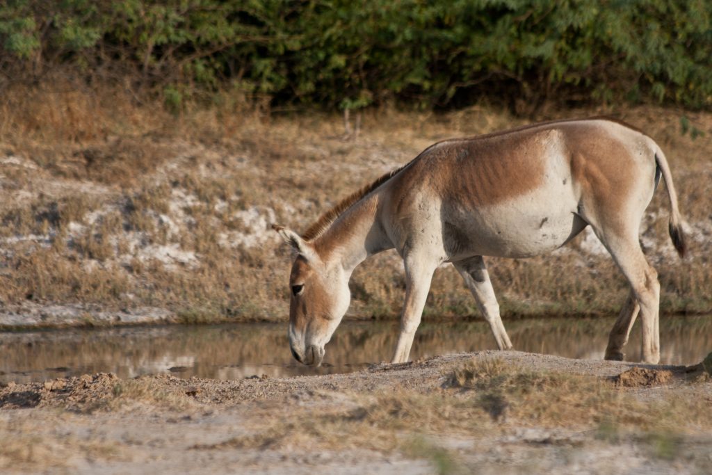 This is an ass which lives only in a very secluded area