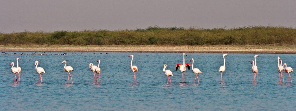 close encounter with flamingos