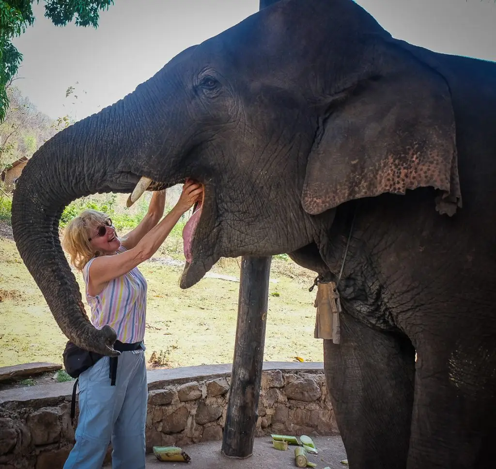 roberta lattuada elefante