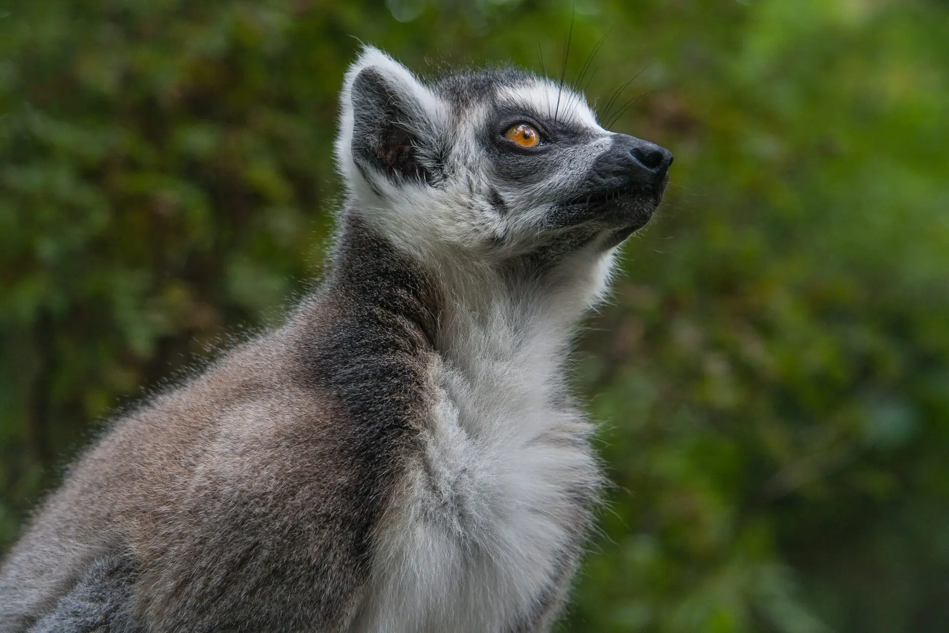 foto natura roberta