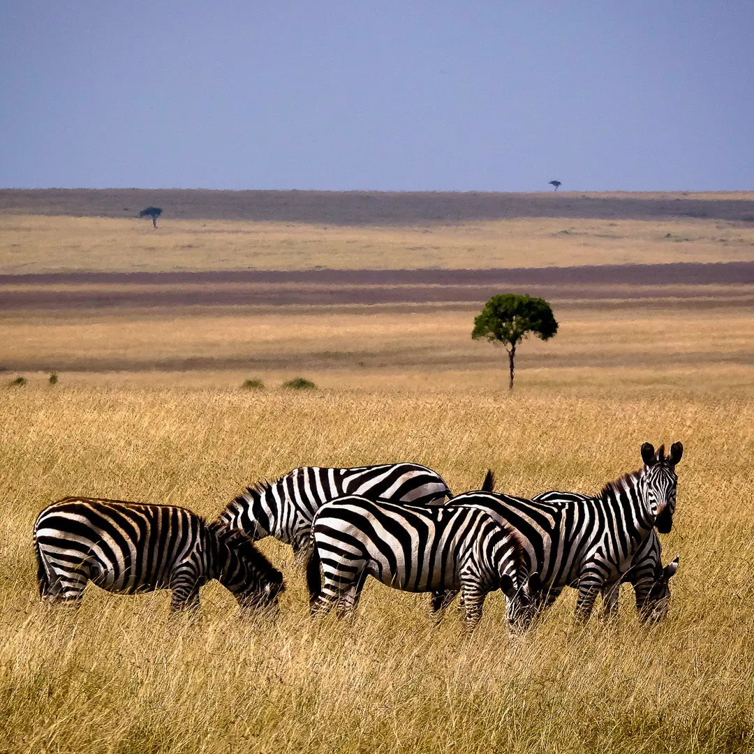 zebre